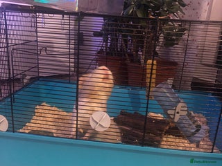 Guinea Pig rodents Guinea pig - Advert 1