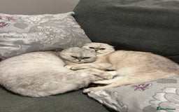 Scottish Fold cats for sale: ACTIVE QUEEN ns11  - Image 5