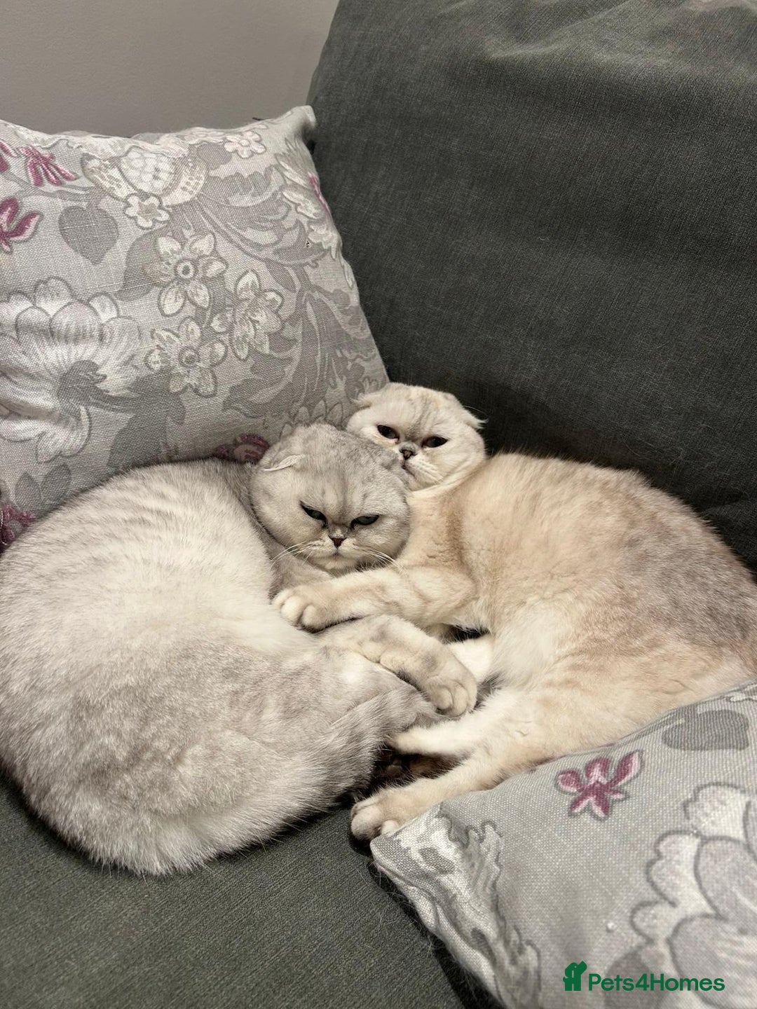 Scottish Fold cats for sale: ACTIVE QUEEN ns11  - Image 5
