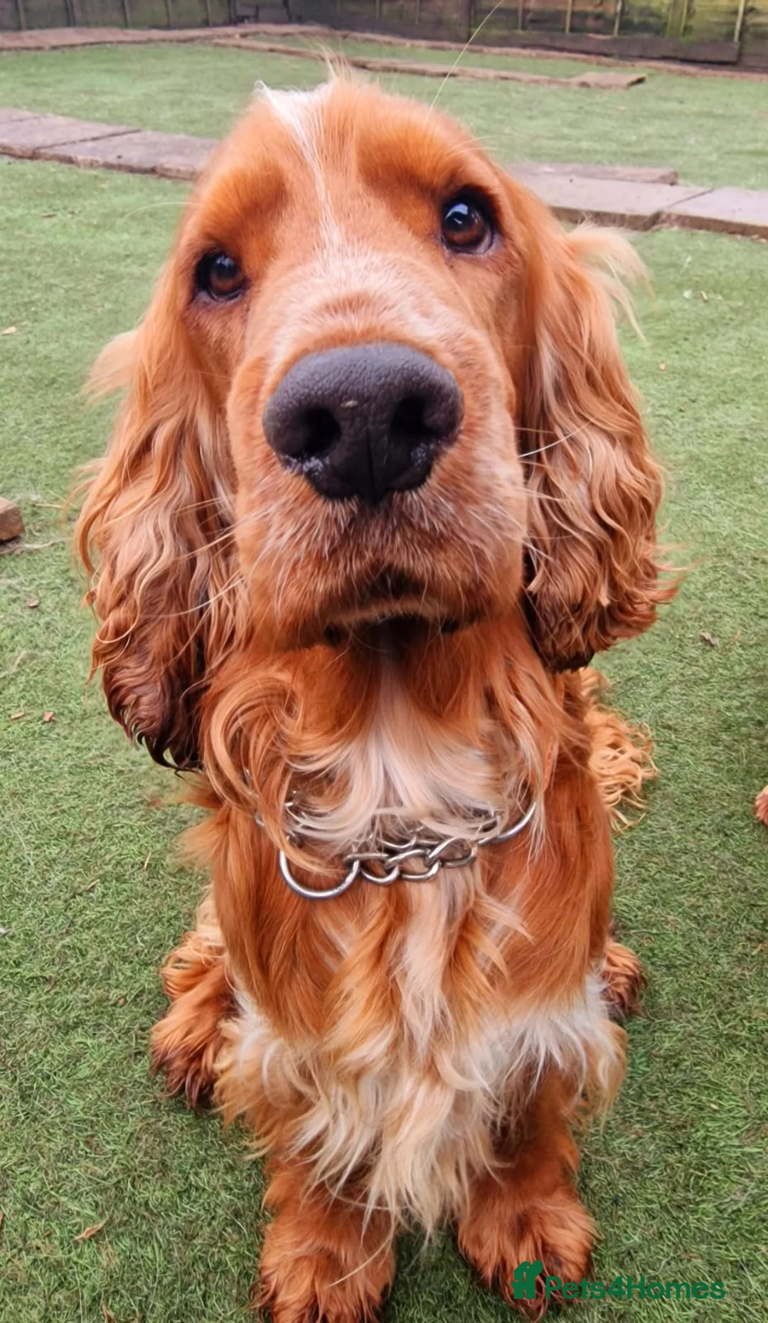 Cocker Spaniel dogs for stud: Stunning KC reg Show Cocker Spaniel for stud in Newport - Advert 9