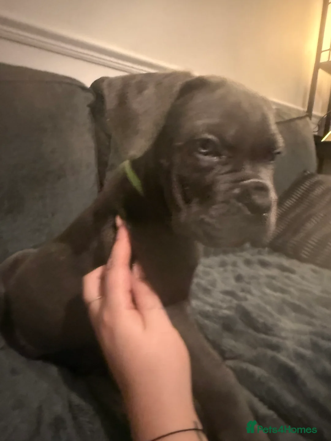 Cane Corso dogs for sale: Blue/lilac cane corsos  - Advert 24