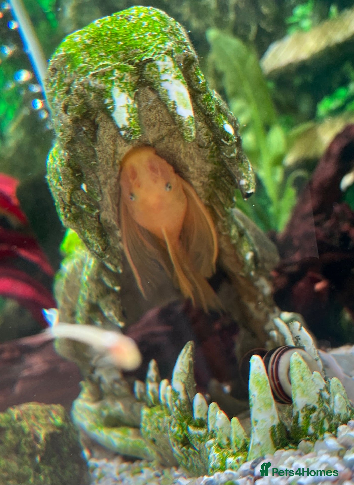 Plecos fish Lemon Bristlenose Plecos - Advert 1