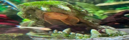Plecos fish for sale: Lemon Bristlenose Plecos - Advert 1