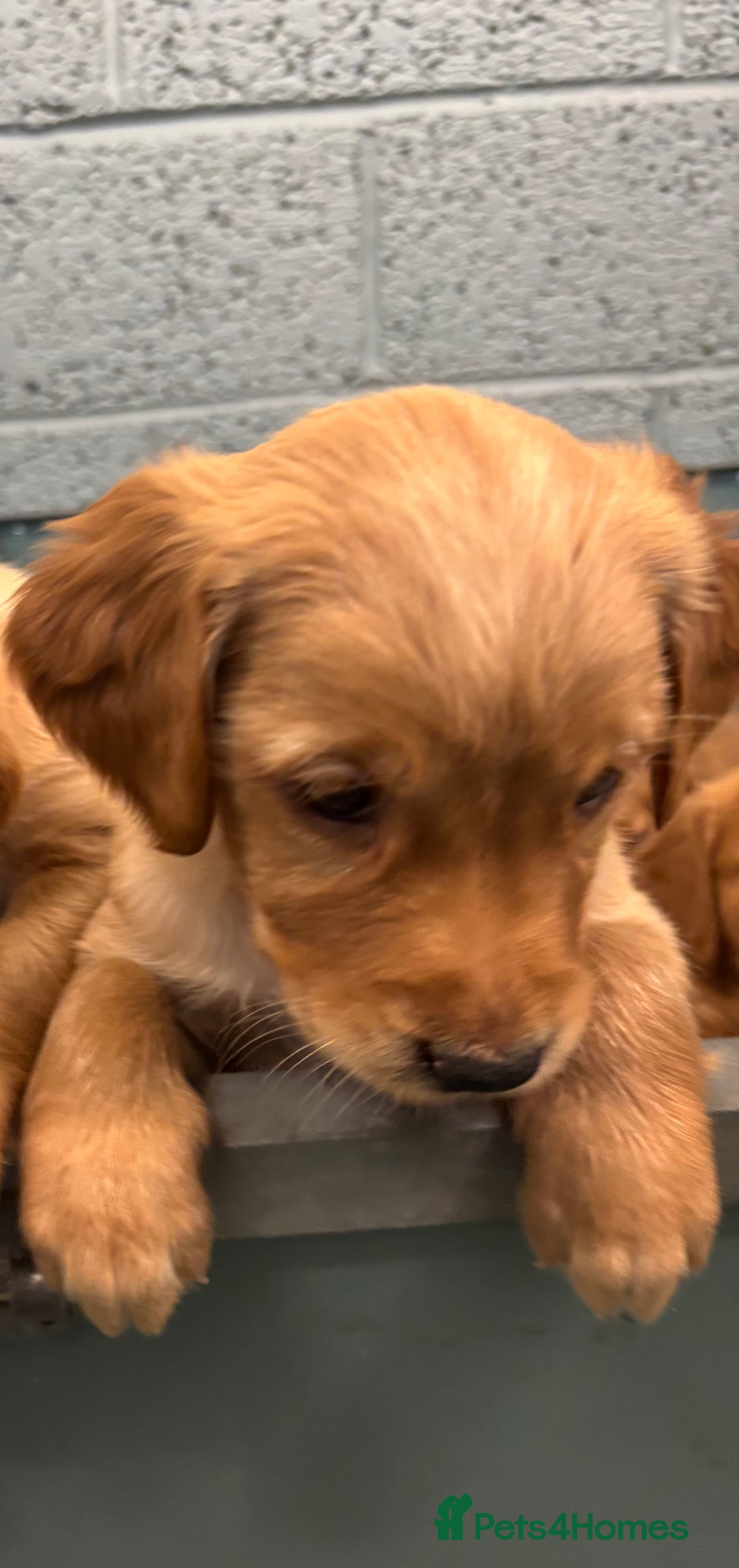 Golden Retriever dogs for sale:  Golden retriever puppies  - Advert 17