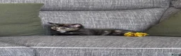 British Shorthair cats for sale: 5 Month Kitten - Advert 17