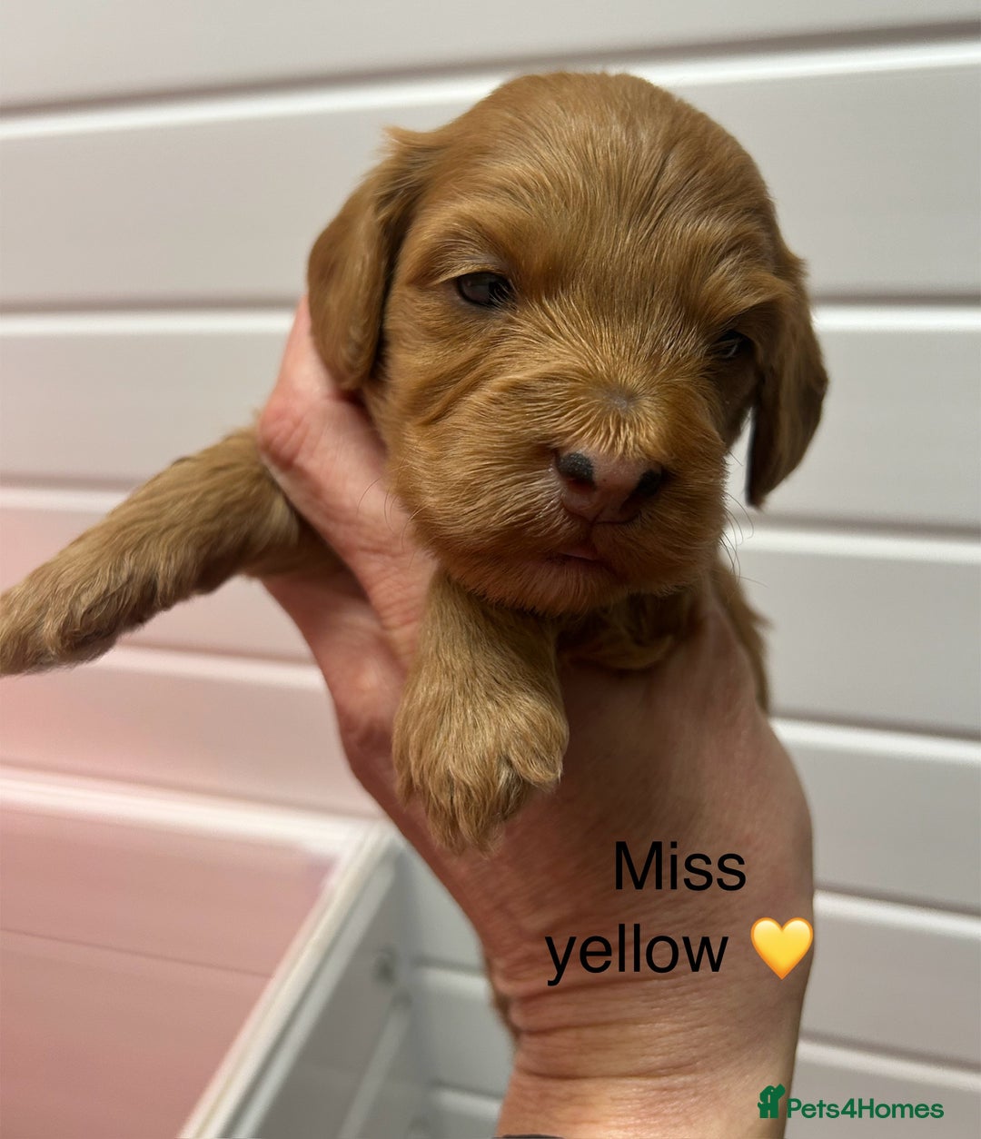 Cockapoo dogs for sale: F1 TOY SHOW TYPE DNA 🧬 CLEAR COCKAPOO BABIES 🧸 - Advert 15