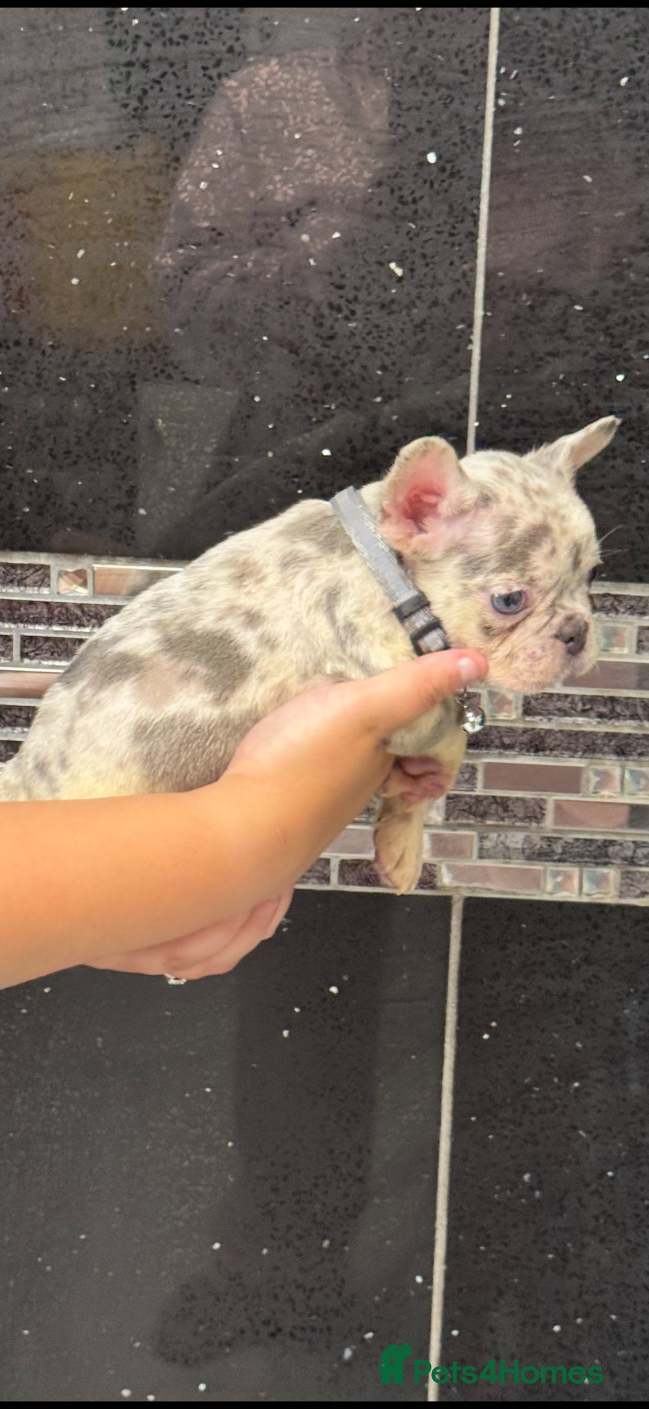 French Bulldog dogs Beautiful fluffy French bulldog pups - Advert 1