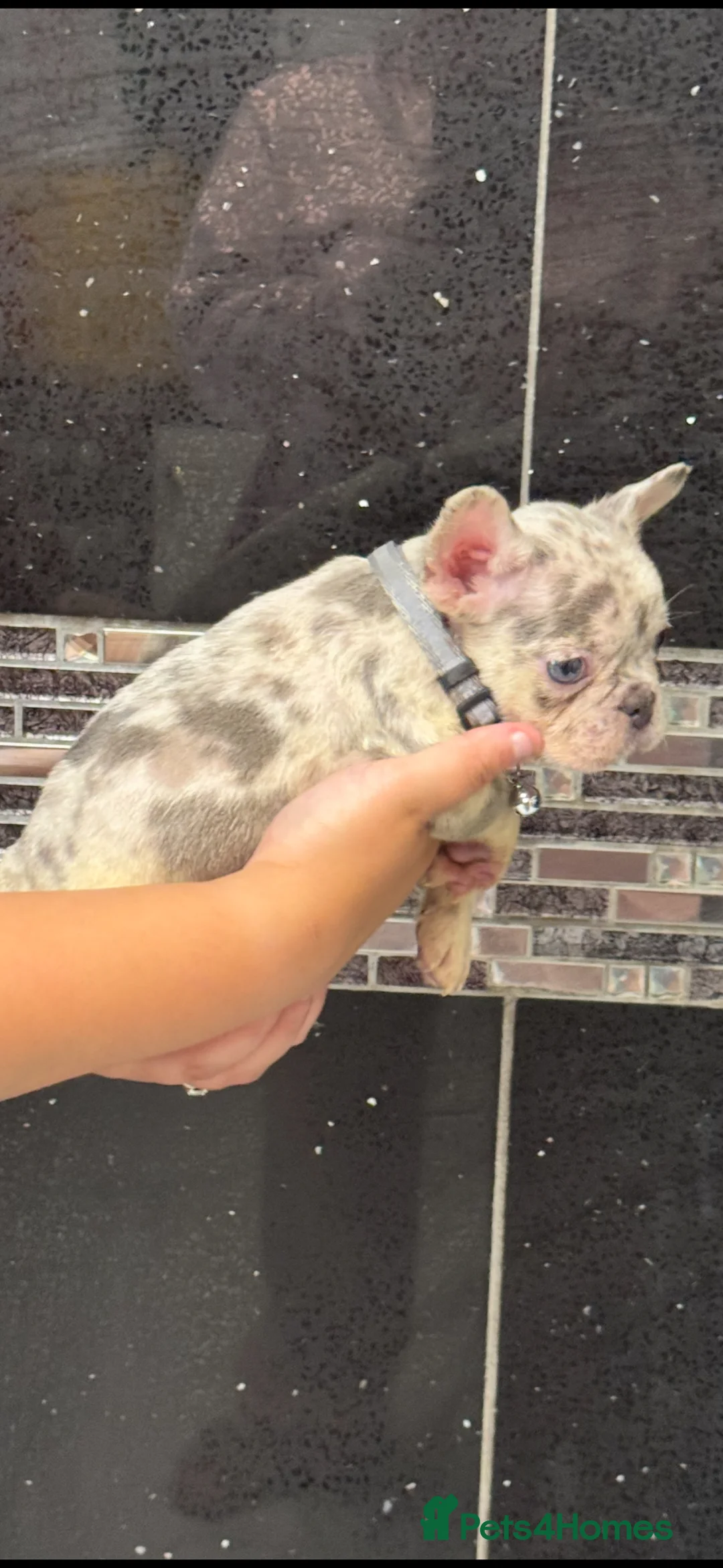 French Bulldog dogs for sale: Beautiful fluffy French bulldog pups - Advert 1