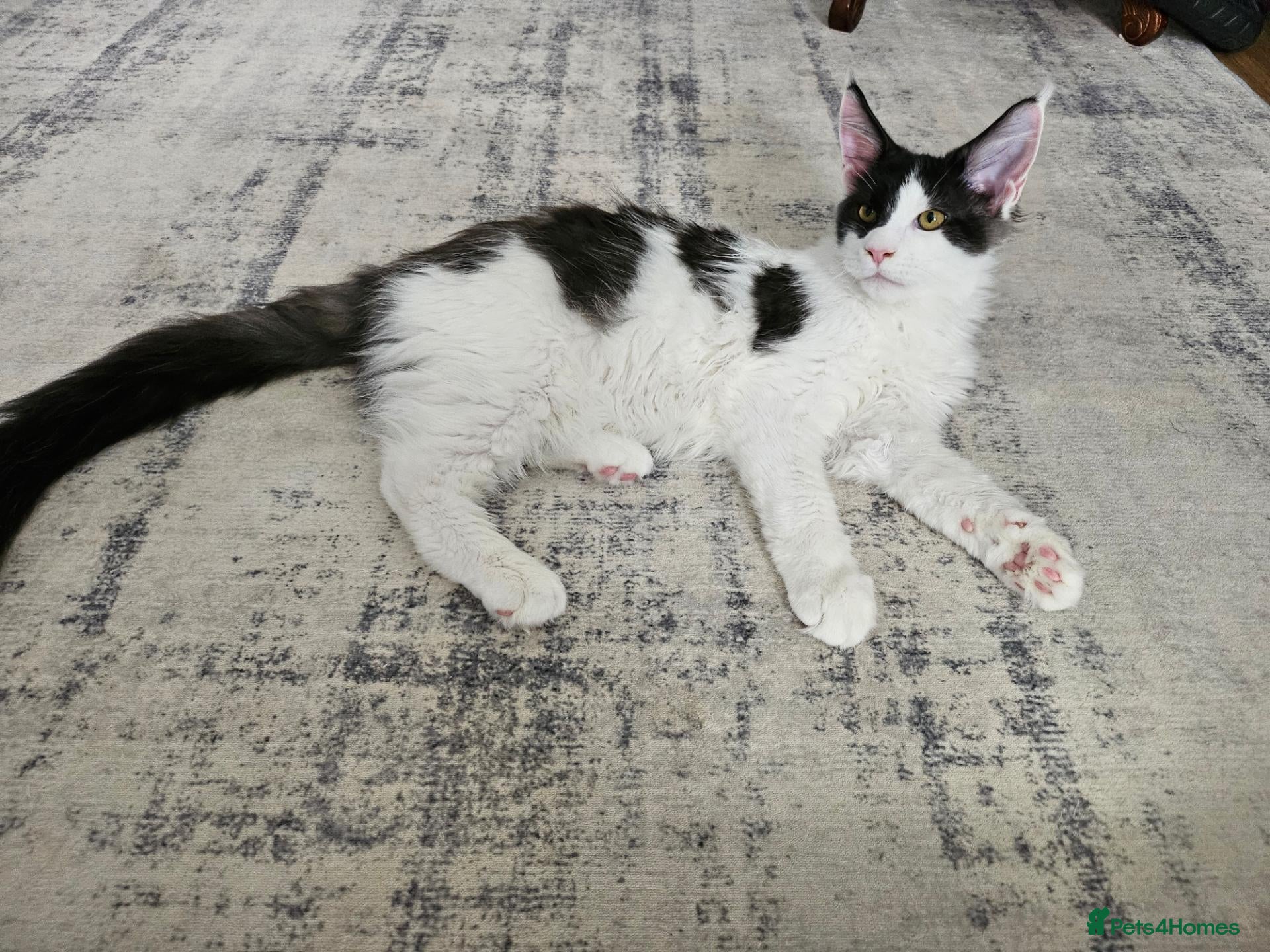 Maine Coon cats Maine Coon Kittens – GCCF Registered  Boys - Advert 2
