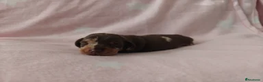 Miniature Dachshund 2