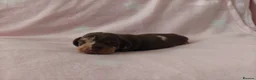 Miniature Dachshund dogs for sale: 🩷 4 stunning full miniature dachshund girls 🩷 - Advert 5