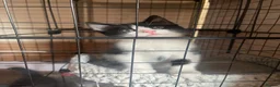 Mixed Breed cats for sale: 1 female kitten left - Advert 4