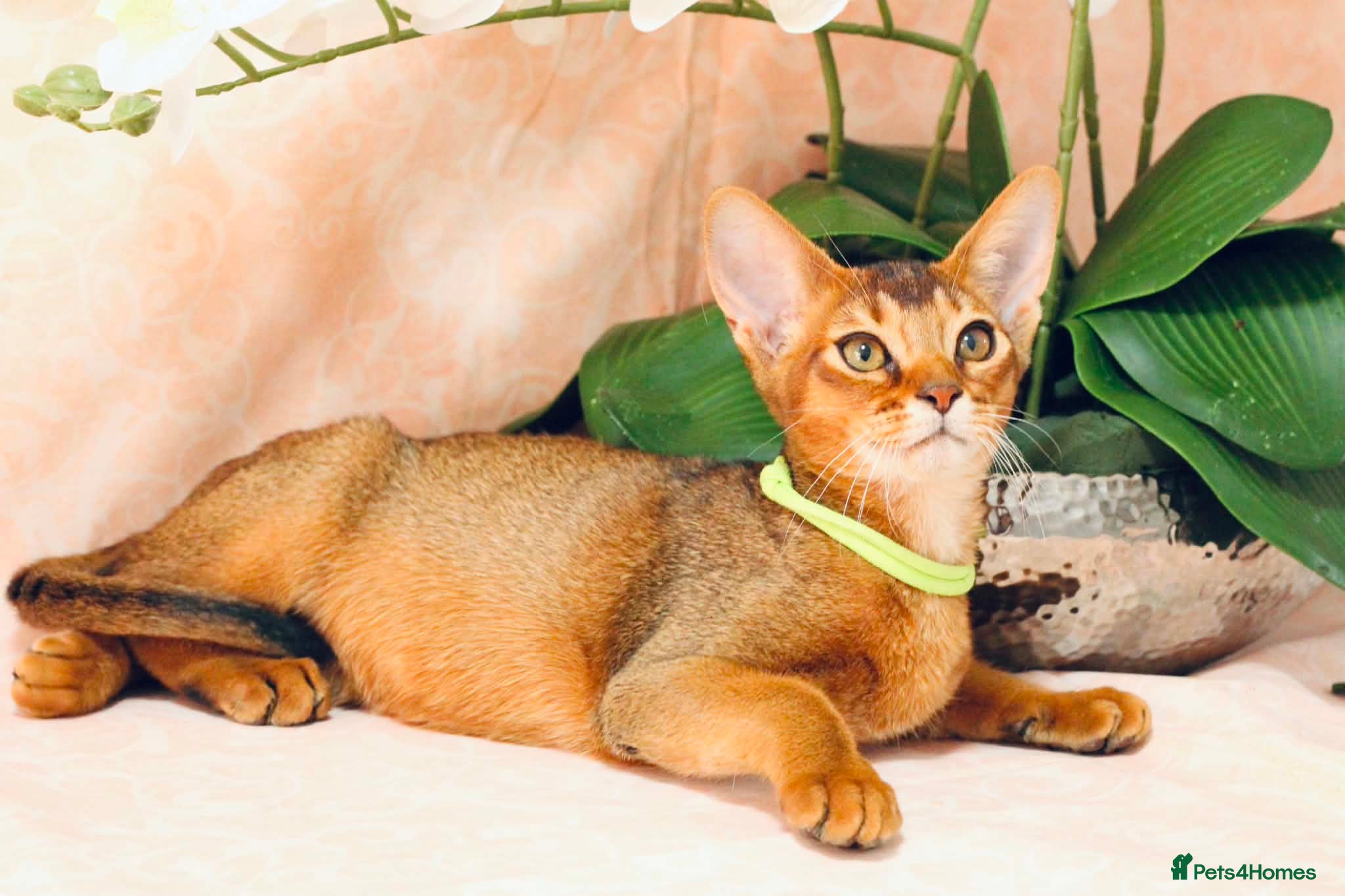 Abyssinian cats Pure breed Abyssinian kitten GCCF registered  - Advert 2