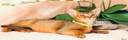 Abyssinian cats for sale: LAST BOY😻 - Advert 3