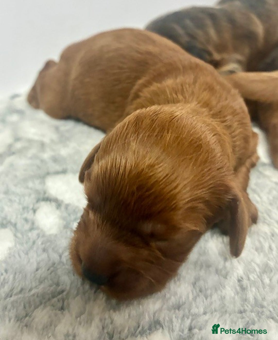 Cavapoo dogs for sale: 🌟 Outstanding Cavapoo puppies 🌟 - Advert 11