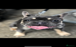 French Bulldog dogs for sale: Hugo and Nova  - Image 7