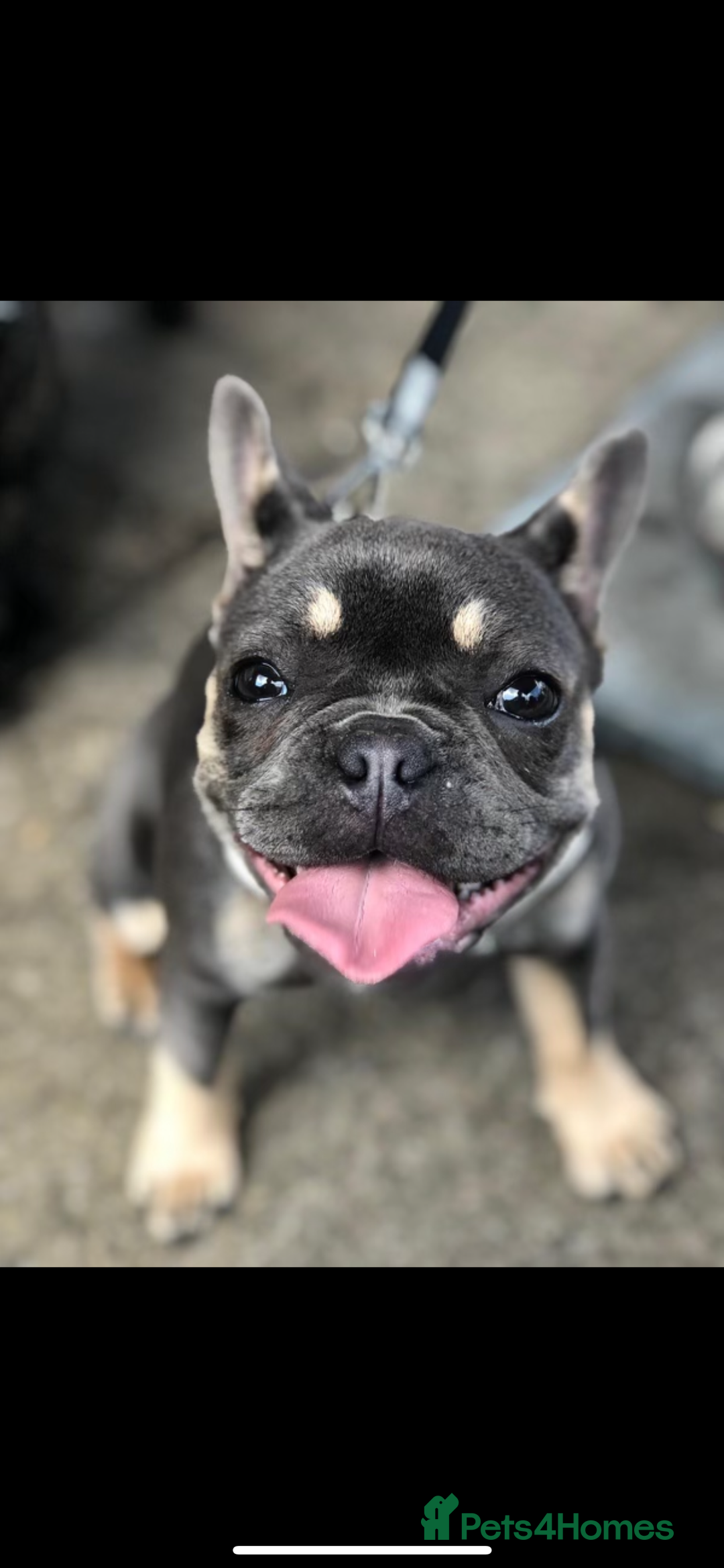 French Bulldog dogs for sale: Hugo and Nova  - Image 7