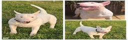 English Bull Terrier dogs for stud: Proven Quality Stud KC (Crufts qualifier) Dorset in Poole - Advert 1