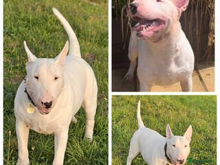 English Bull Terrier dogs Proven Quality Stud KC (Crufts qualifier) Dorset in Poole - Advert 4
