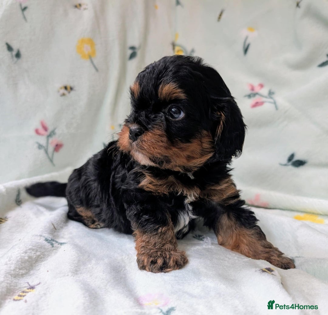 Cavapoo dogs for sale: Stunning Cavapoo puppies, Red. Apricot and Phantom - Image 5