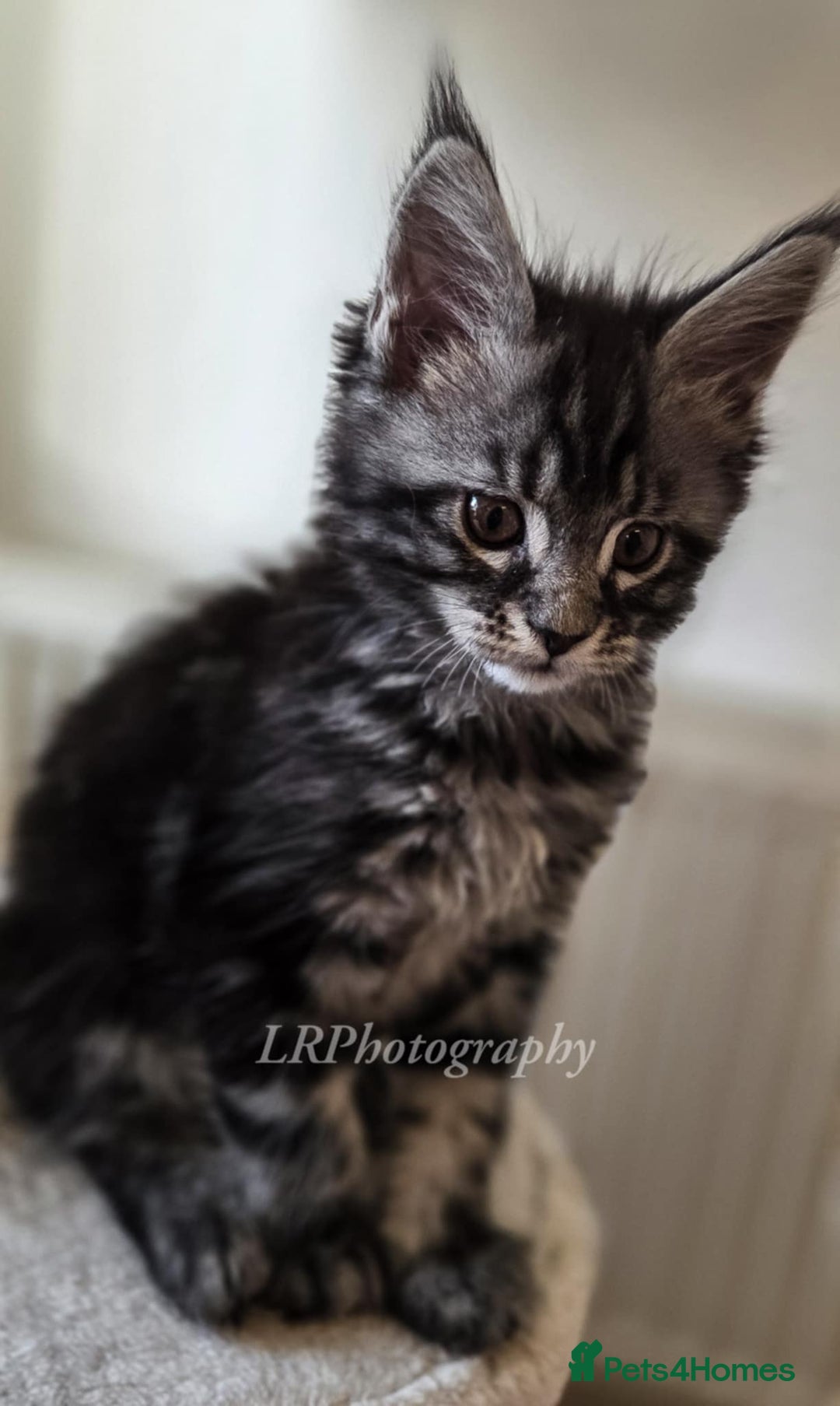 Maine Coon cats for sale: TICA REGISTERED MAINE COONS - Advert 14