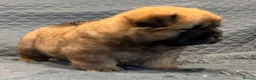 Chow Chow dogs for sale: Wyvernwest have 2 stunning boys available   - Advert 5