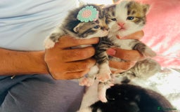 LaPerm cats for sale: Long Coat Laperm kittens - Image 2