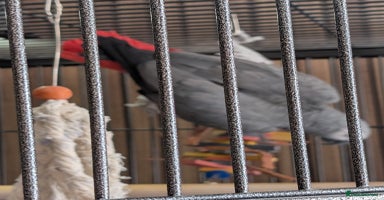 Parrots birds - Advert 4