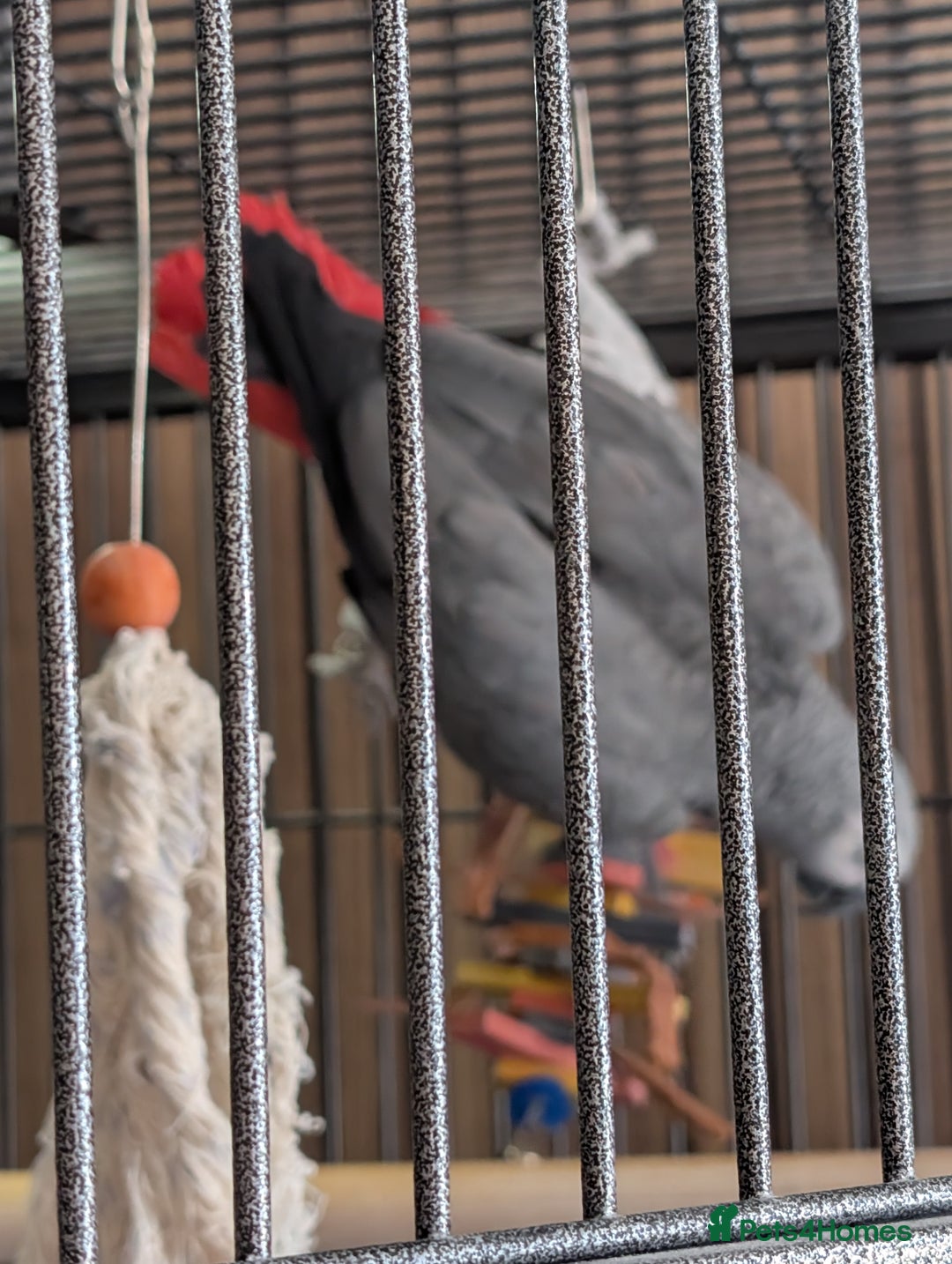 Parrots birds for sale: African Grey Parrot  - Image 2