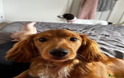 Sprocker dogs for sale: 5 beautiful little sprockers - Image 10