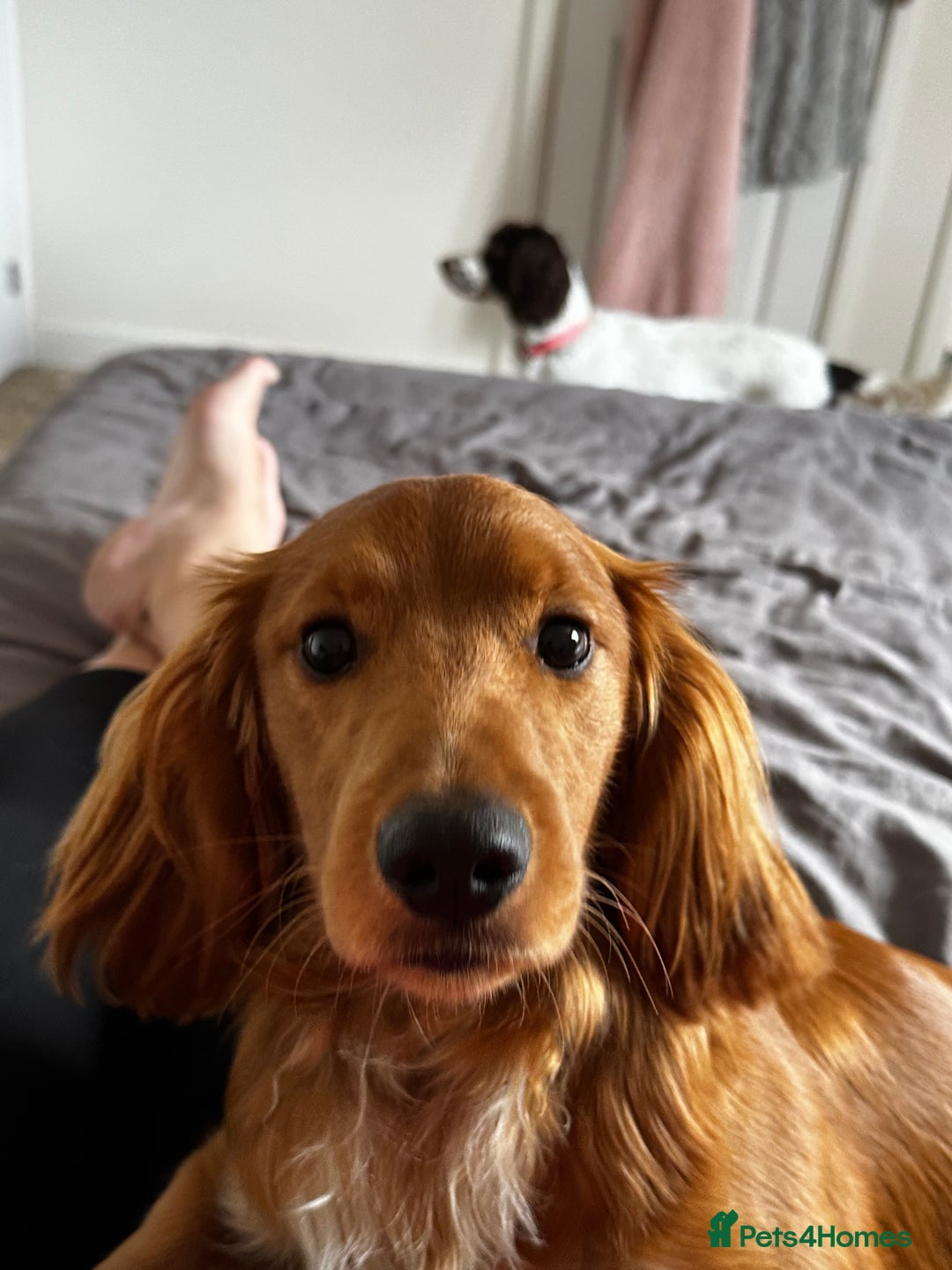 Sprocker dogs for sale: 5 beautiful little sprockers - Image 10