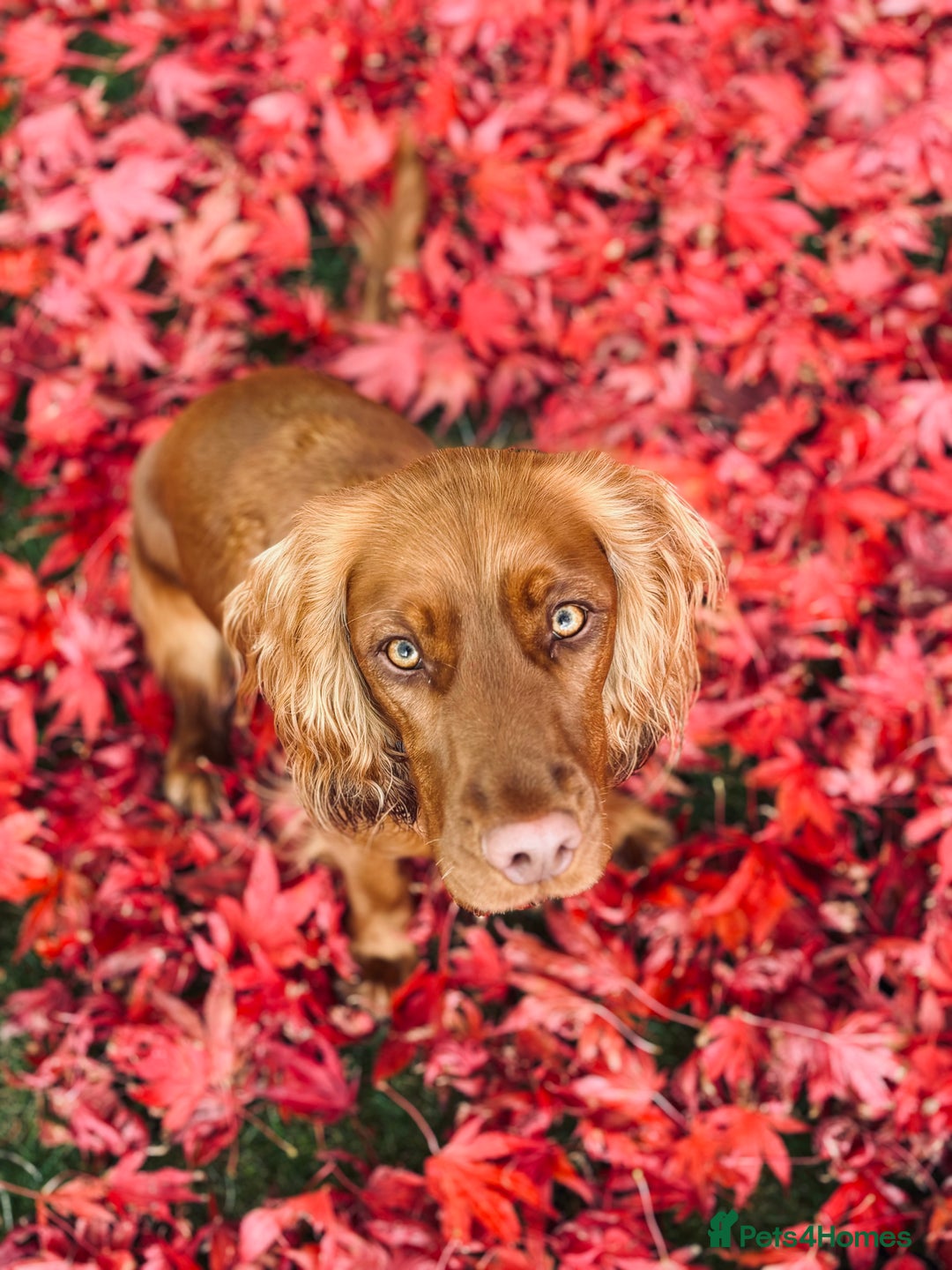 Cocker Spaniel dogs for sale: Cocker spaniel - Advert 8