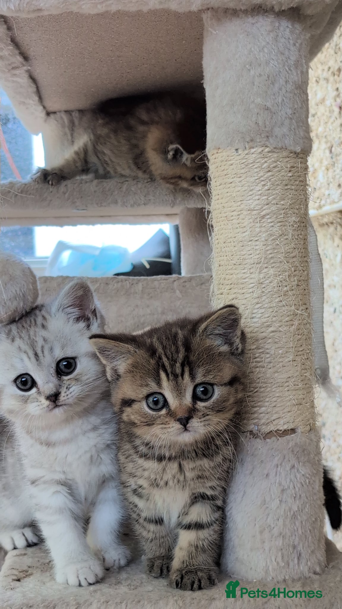 Mixed Breed cats for sale: Stunning TeddyBear Persian Chinchilla x BSH girls  - Advert 5