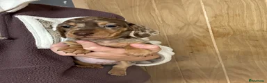 Chocolate Dapple Miniature Dachshund