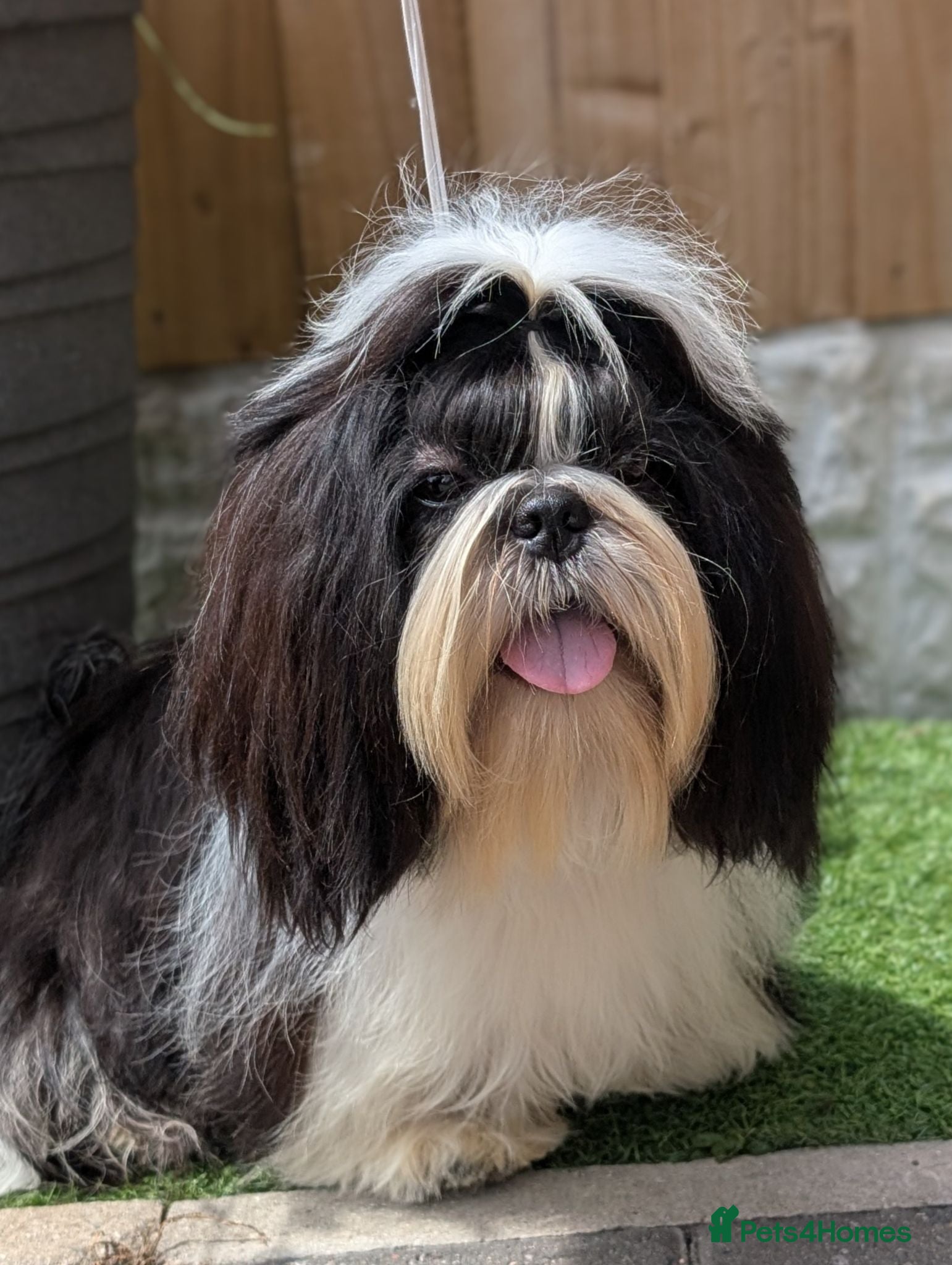 Shih Tzu dogs Show Boy At Stud - Advert 1