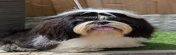 Shih Tzu dogs for stud: Show Boy At Stud - Advert 1