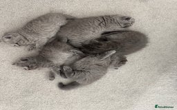 British Shorthair cats for sale: British Short Hair Kittens - Advert 5