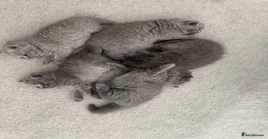 British Shorthair cats British Shorthair Kittens - Advert 9