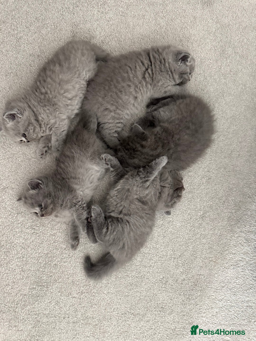 British Shorthair cats for sale: British Short Hair Kittens - Advert 5