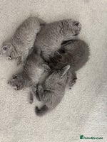 British Shorthair cats British Shorthair Kittens - Advert 5