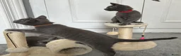 Russian Blue cats for sale: Russian Blue Kittens  - Advert 15