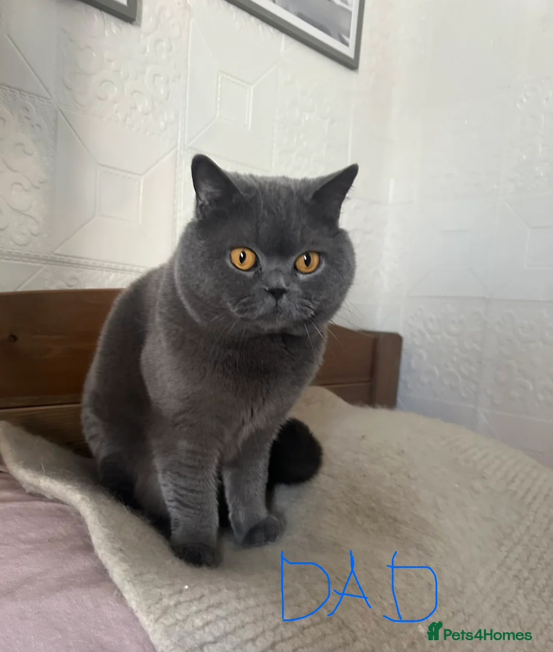British Shorthair cats for sale: British Shorthair and Long Hair GCCF Registered  - Advert 12