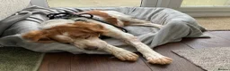 Brittany Spaniel dogs for adoption: Onil, a gorgeous Brittany - Advert 8