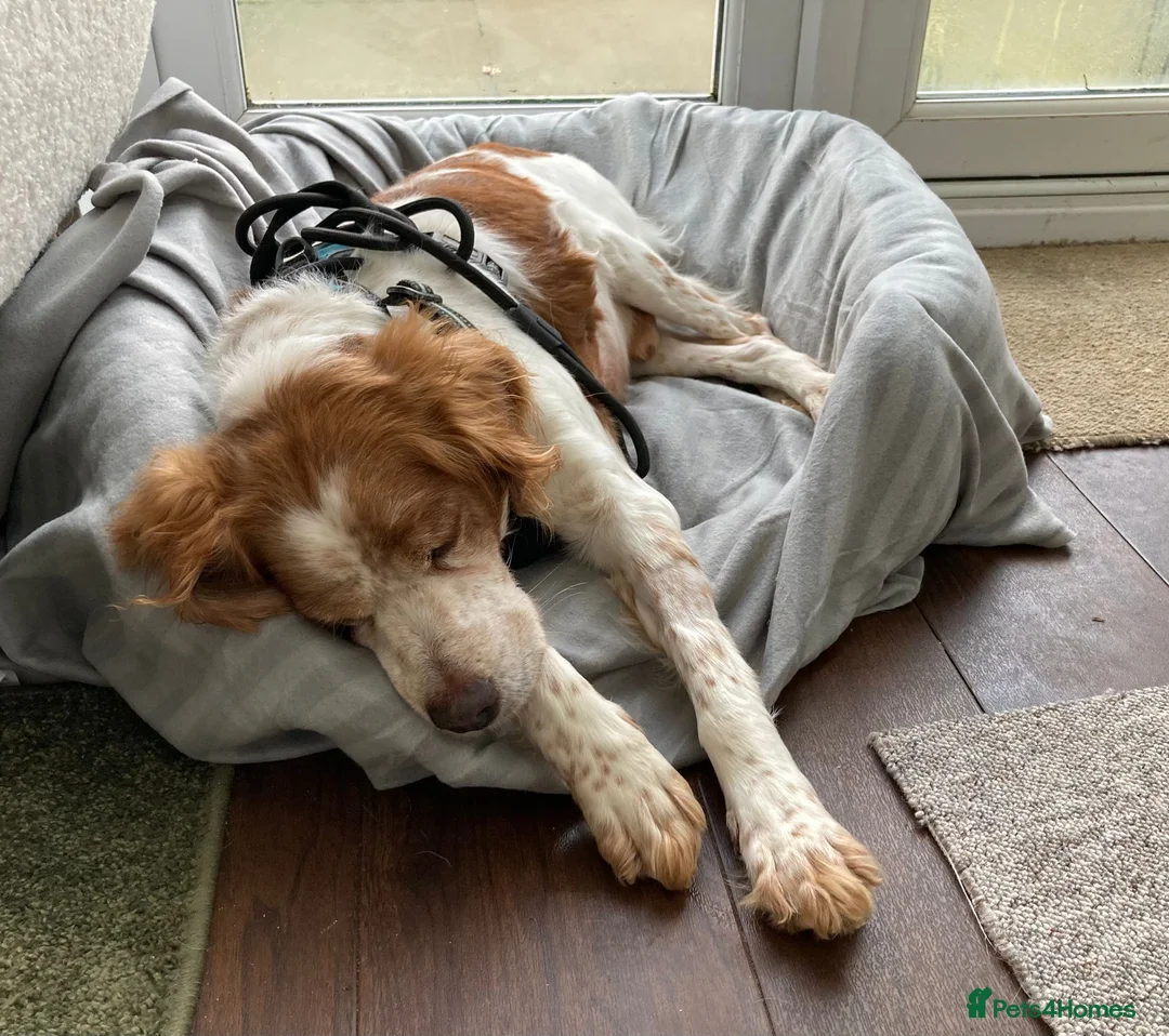Brittany Spaniel dogs for adoption: Onil, a gorgeous Brittany - Advert 8