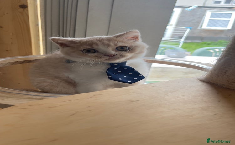 British Shorthair cats - Advert 14