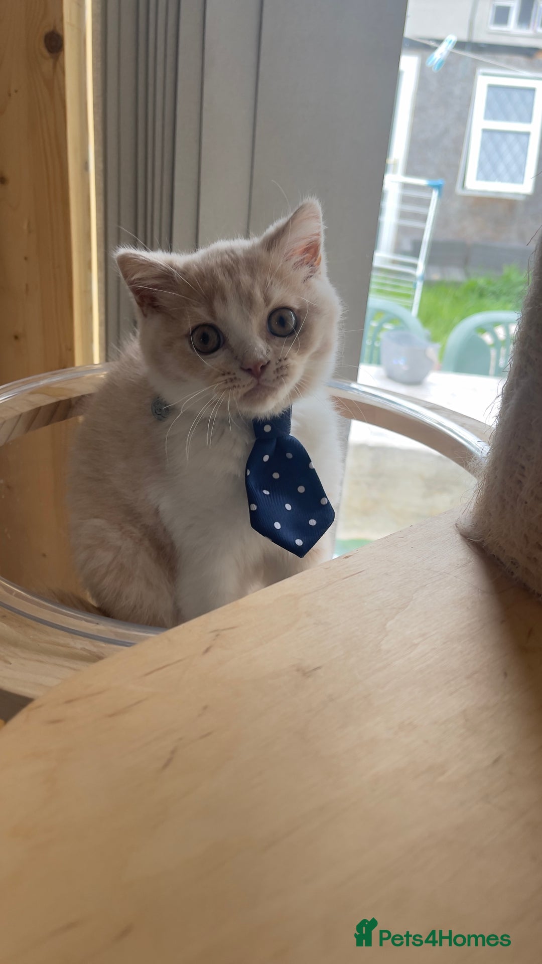 British Shorthair cats for sale: READY NOW British Shorthair  registered with Tica - Image 1