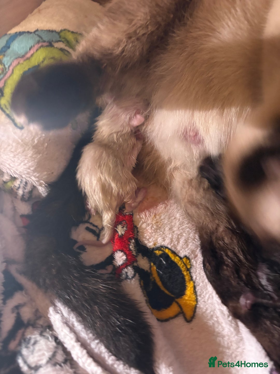 British Longhair cats for sale: Three kittens - Ready  **  week - Advert 15