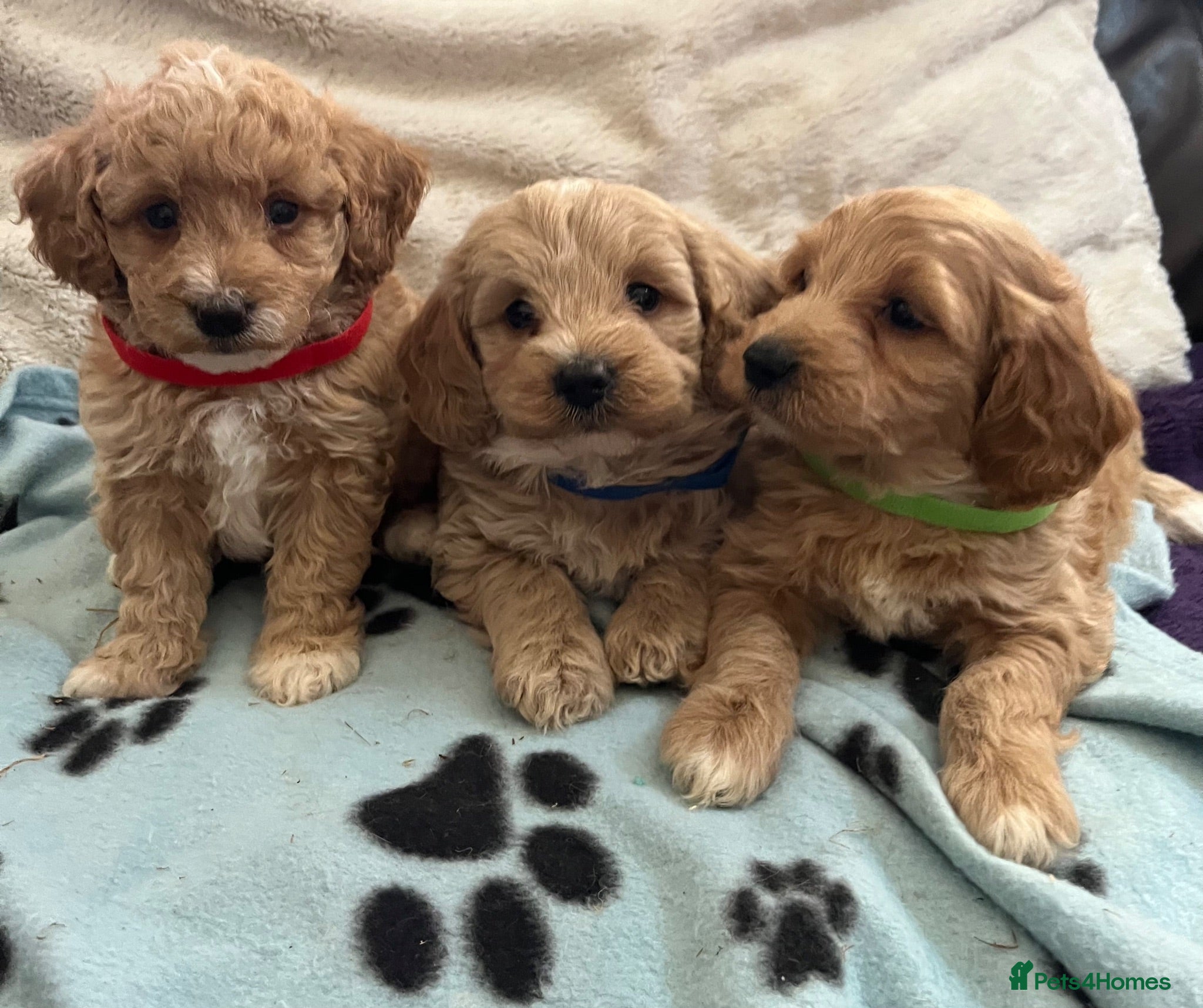 Cavapoochon dogs Cavapoochon puppies  - Advert 3