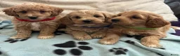 Cavapoochon dogs for sale: Cavapoochon puppies  - Advert 3