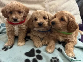 Cavapoochon dogs Cavapoochon puppies - Advert 3